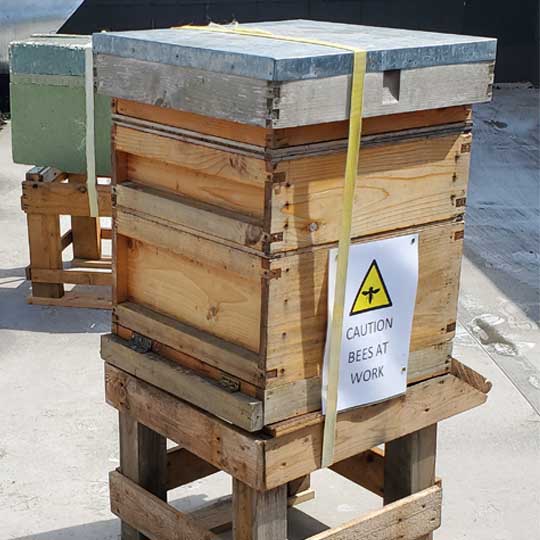 We're buzzing with excitement. Meet our newbees!